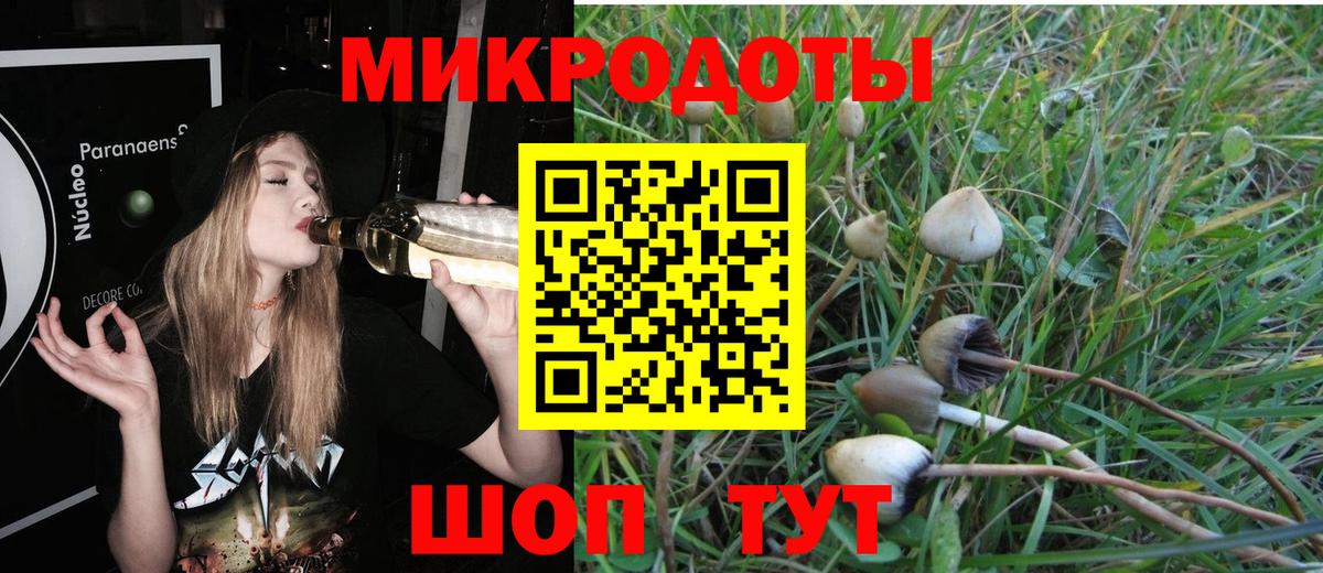 Псилоцибиновые грибы Psilocybe Вязьма